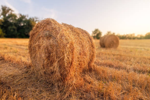 istock Evening sun on bales of straw 2168225510
