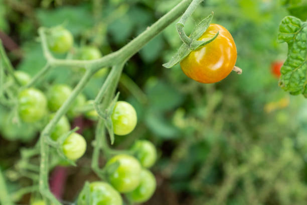 Ripening tomatoes on bush, selective focus. Composition from tomato tree for publication, poster, screensaver, wallpaper, postcard, banner, cover, website. High quality photography