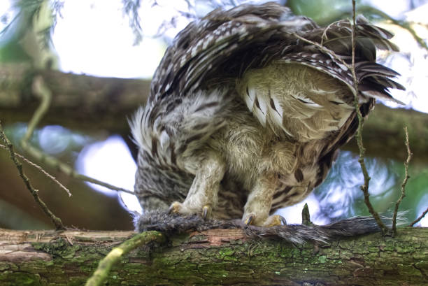 Bird of prey eating a squirrel