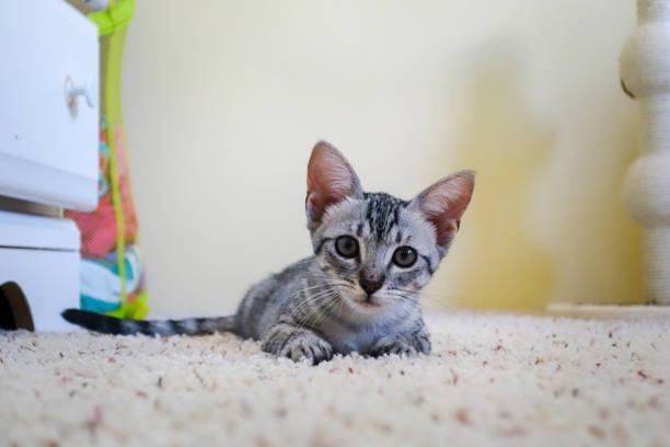 istock Tabby Kitty Looks at Camera While Resting on a Carpeted Bedroom Floor 2168229630