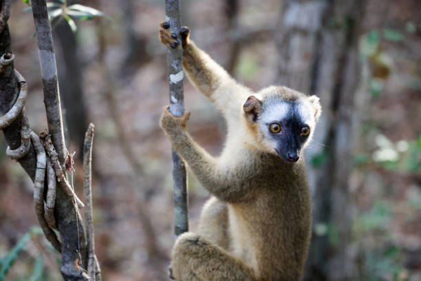 A lemur skillfully clings to a vertical branch, surrounded by lush greenery in the Madagascar forest, showcasing its playful and agile nature.