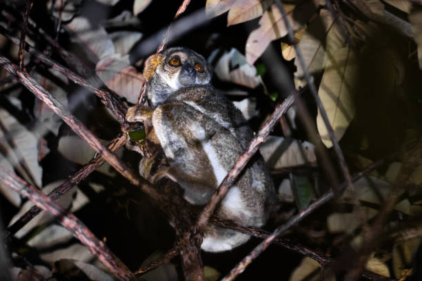 A nocturnal lemur clings to a branch in Madagascar's dense forest, its eyes reflecting light as it explores its environment under the night sky.