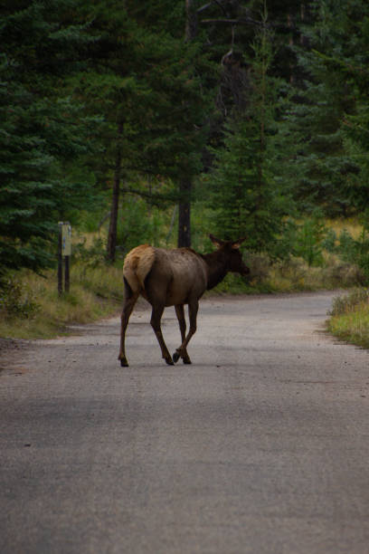 Incredible moose walking through the Canadian Rockies, Jasper.
