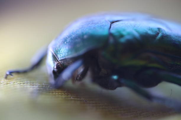 June green insect in macro