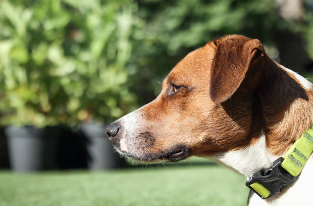 istock Dog looking at something in front of defocused summer backyard or park. 2168243607