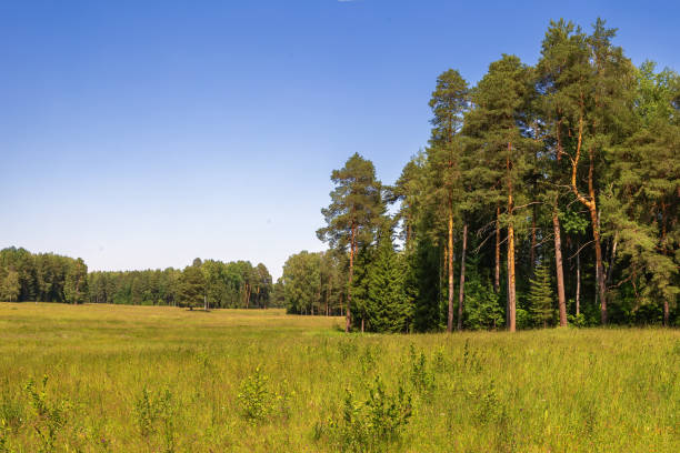 Landscape in Park in Pavlovsk, Russia