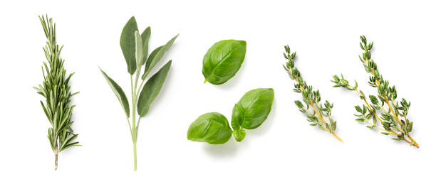 fresh mediterranean herbs isolated over a white background rosemary, sage, basil and thyme, cut out organic fresh food, cooking and healthy eating herbal design elements