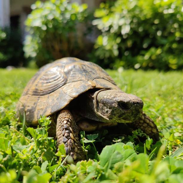 istock Turtle on the green grass in the sun 2168246688