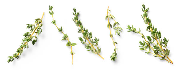istock Mediterranean cuisine: set / collection of fresh thyme twigs in different positions over a white background, isolated cut out herbs with subtle natural shadows, food, healthy eating or garden design elements, top view / flat lay 2168246766