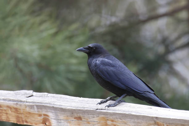 istock American Crow (corvus brachythynchos) perched on a wooden railing 2168246916