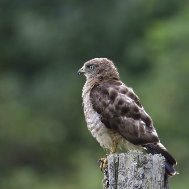 istock Broad-winged Hawk (buteo platypterus) perched on a wooden fencepost 2168246924