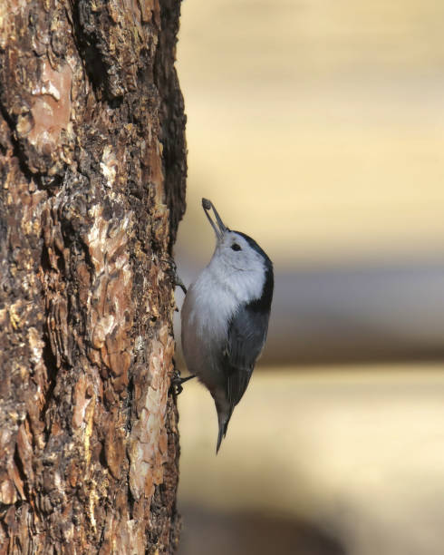 istock White-breasted Nuthatch (sitta carolinensis) clinging to the side of tree trunk with a seed in it's beak 2168246929