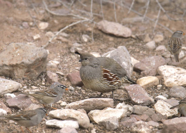 istock Gambel's Quail (female) (callipepla gambelii) foraging on the ground with some White-crowned Sparrows 2168246970