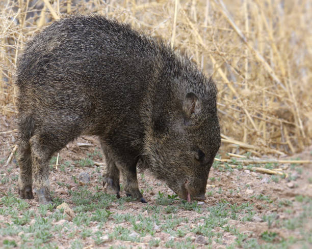istock Javelina (juvenile) (tayassu tajacu) seeming to smile as it forages in some grass 2168246999