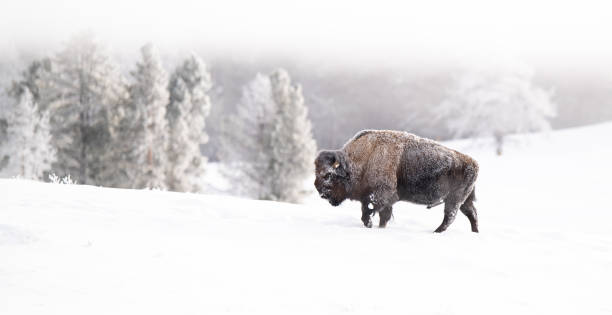 lone bison plows through the deep snow, low clouds and icy landscape.