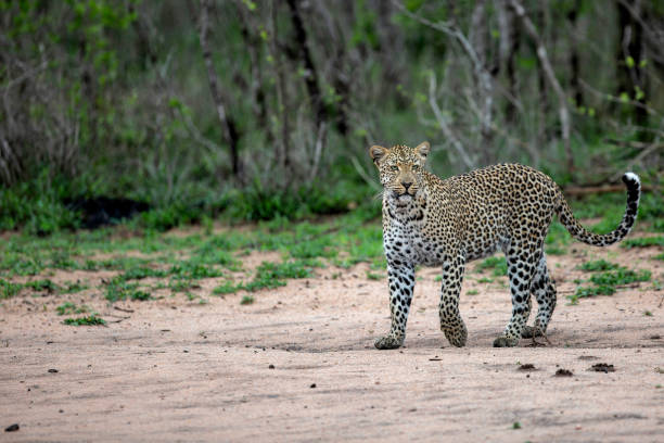 istock Leopard female in Sabi Sands game reserve 2168247721