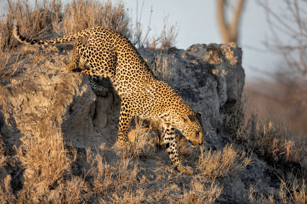 istock Leopard female in Sabi Sands game reserve 2168248324