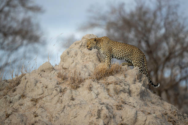 istock Leopard female in Sabi Sands game reserve 2168248325