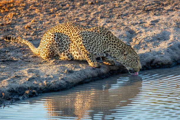 istock Leopard female in Sabi Sands game reserve 2168248352
