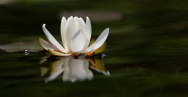 istock Water lily bloom reflects in the still pond water. 2168248365