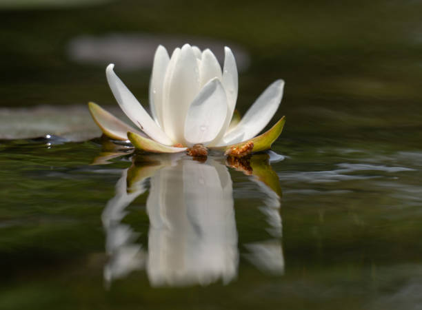 istock Water lily reflection in the rippled lake surface - art deco 2168248393
