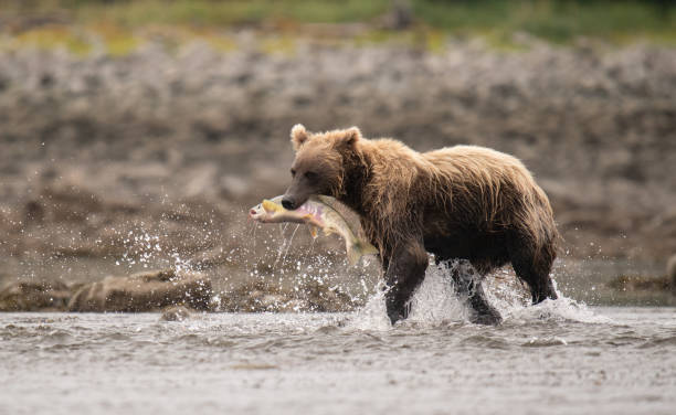 Coastal brown bear, grizzly, fishing for salmon in the creek. Grizzly bear with a salmon during the salmon run in Alaska. brown bear catching salmon stock pictures, royalty-free photos & images