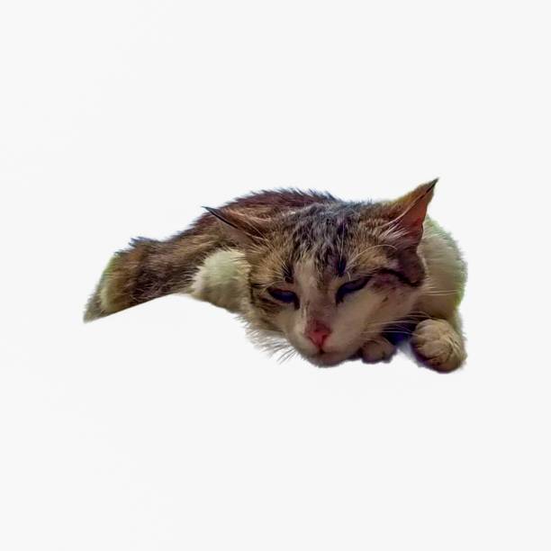 Close-up of a cat  on a white background