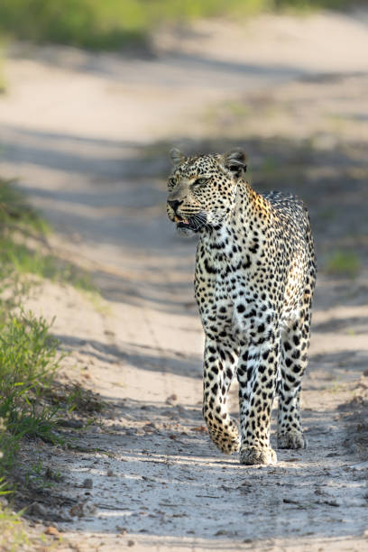 istock Leopard female in Sabi Sands game reserve 2168248700