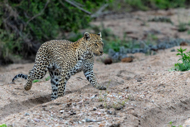 istock Leopard female in Sabi Sands game reserve 2168248706