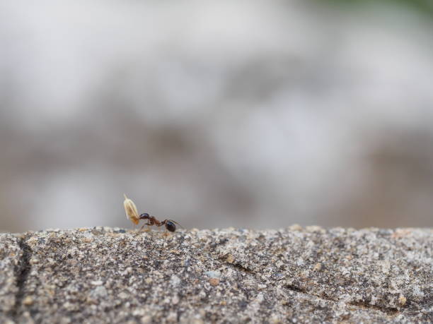 istock one day of an ant 2168249086