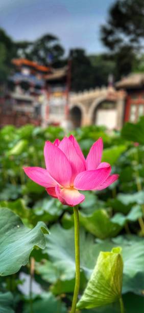 istock Lotus Flower in China 2168253866
