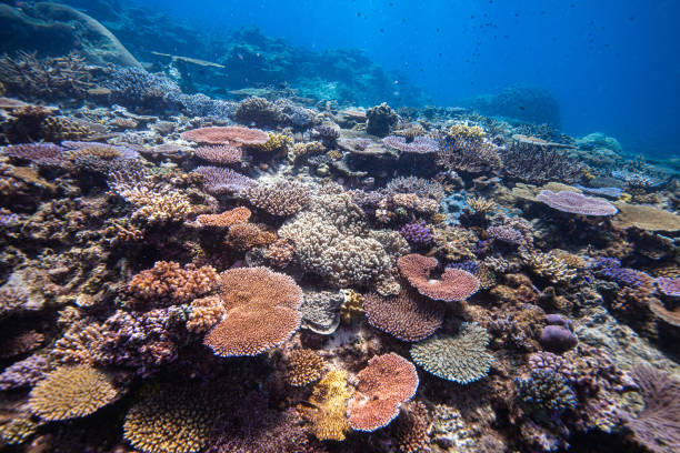 istock Colorful coral reef 2168254069