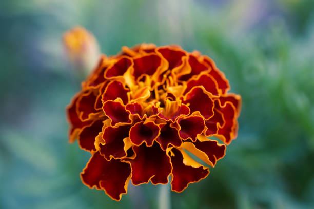 Orange Red Marigold in a Summer Garden