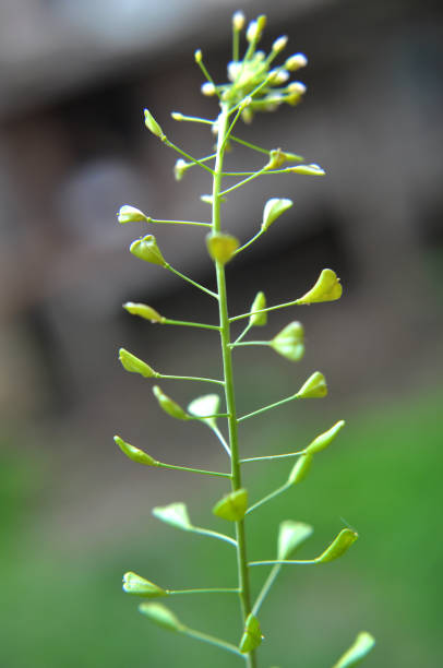 istock Capsella bursa-pastoris grow in nature 2168255556