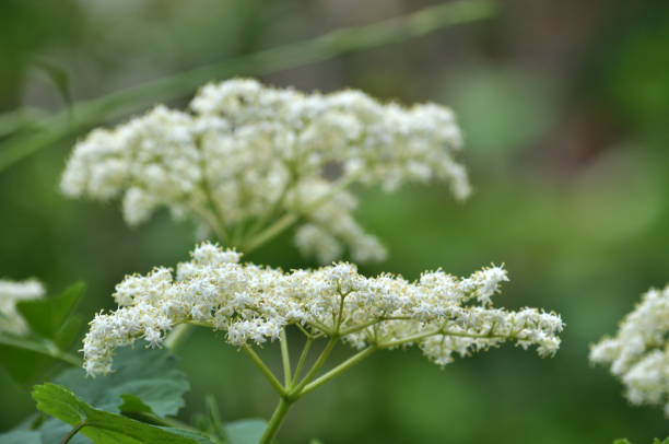 In spring, elderberry blooms in the wild