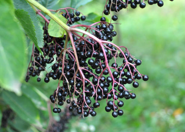 istock Bunch of elderberries with ripe berries 2168255596