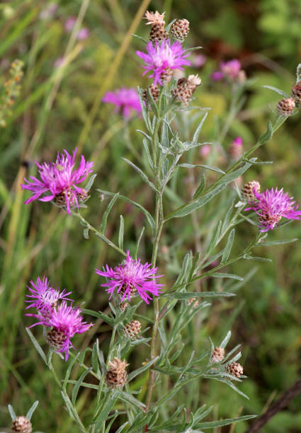 istock Cornflower Centaurea jacea blooms in a meadow among grasses 2168255752