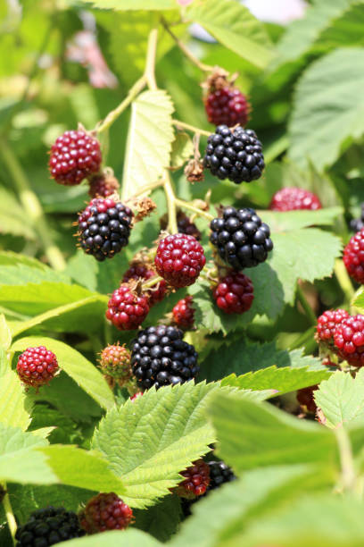 istock On the branch ripen the blackberries (Rubus fruticosus) 2168255773