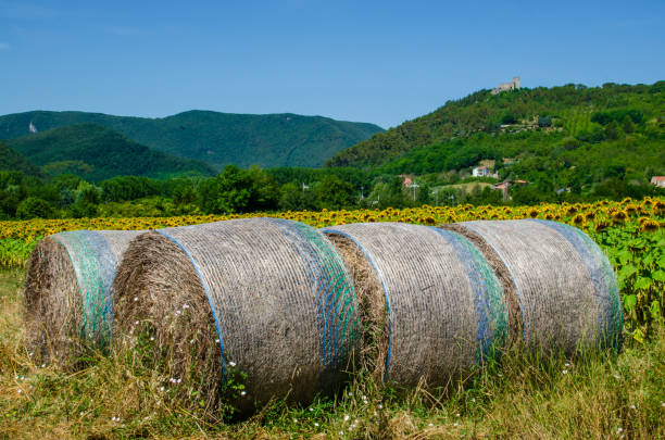 field with bales of hay, photo as a background, digital image