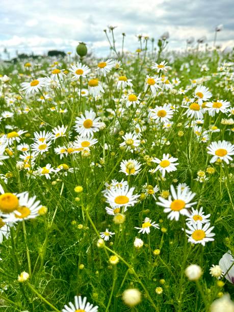 istock Field of daisies 2168256939