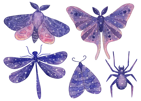 Cosmin Insect Cosmic Insect Boho Magic Butterflies Dragonfly Spider With Purple Space ...