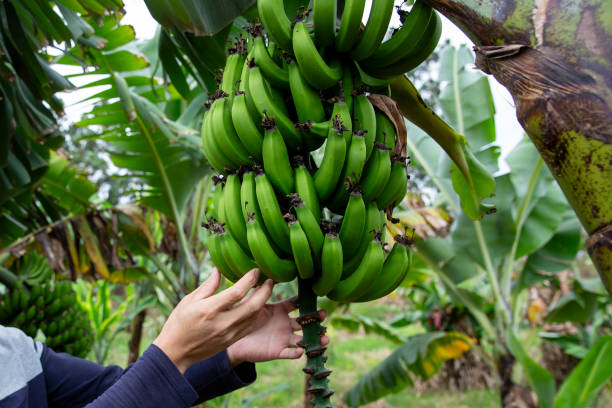 istock A man is checking the growth of bananas on a plantation 2168263190
