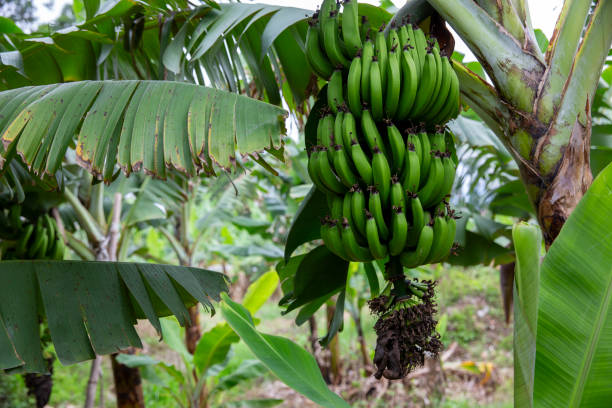 istock Bananas growing in the plantation 2168263217