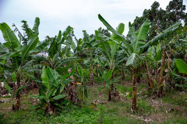 istock Banana trees in the plantation 2168263222