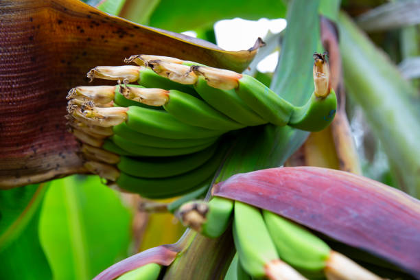 Banana Plantation Field in the Canary Islands