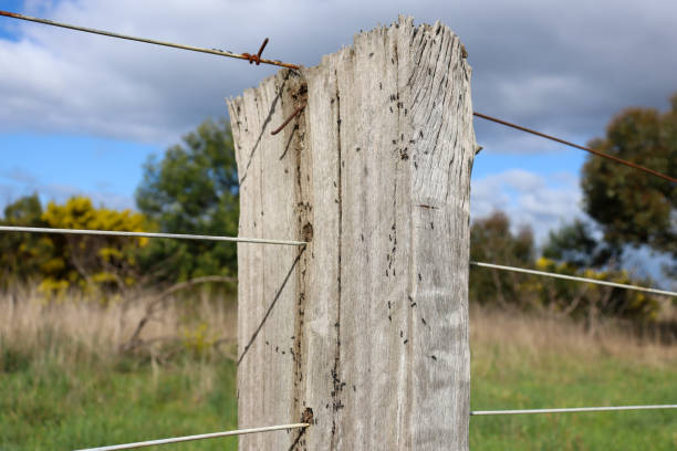 istock old farm fence post covered with ants 2168266018