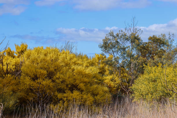 istock yellow flowering wattle in spring australian landscape 2168267217
