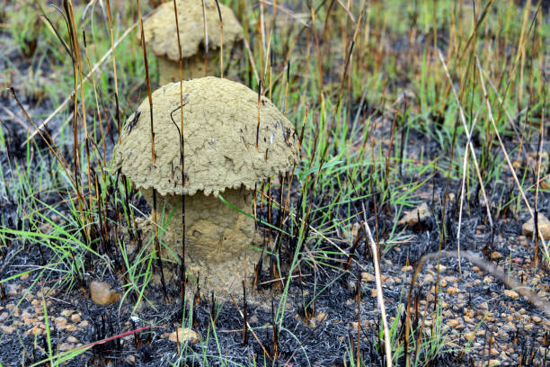 Zau Evua, Zaire Province, Angola: Cubitermes sp. epigeal nest / hill / mount in a filed with burnt grass - Cubitermitinae are an Afrotropical subfamily of higher termites. The outer shell of the nest is thick and durable, serving as a protective barrier against predators, environmental elements, and intruders. It also helps to regulate the internal temperature and humidity. Cubitermes termites build nests with one or more caps used to shield the nest against rainfall, giving them a characteristic mushroom shape.