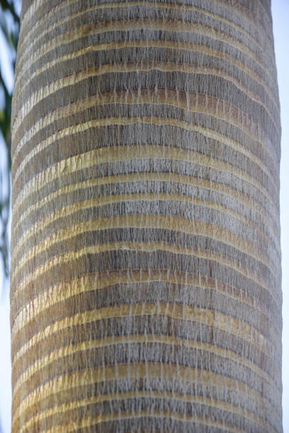 Striped gray trunk of palm tree. Vertical arrangement. Close-up. Selective focus.