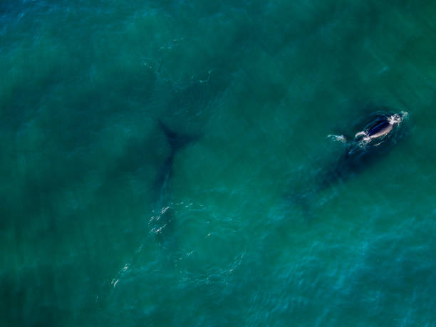 istock 3 Southern Right Whales 2168270060
